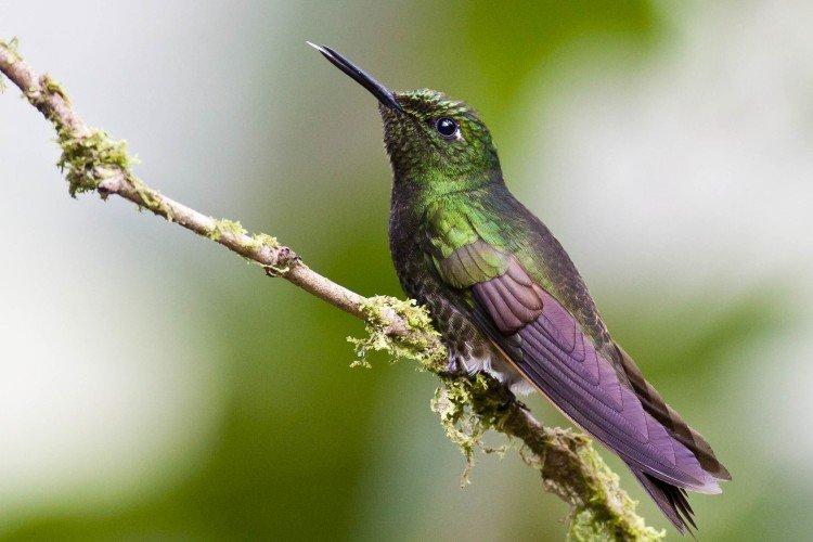 Венценосный колибри
