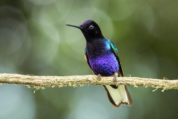 Места обитания колибри