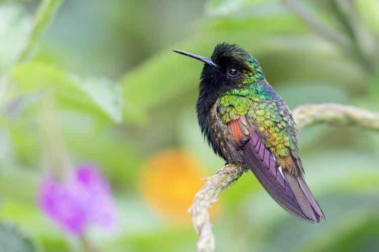 Естественные враги