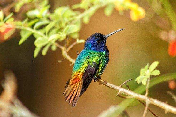 Колибри – фото птицы