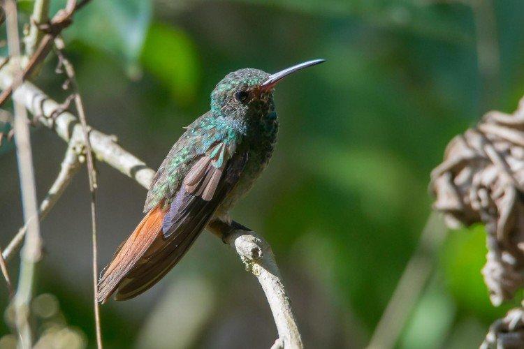 Колибри – фото птицы