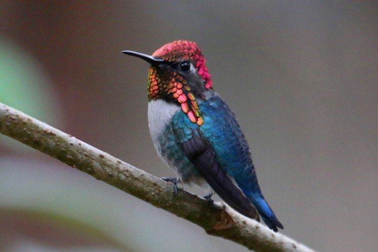Колибри – фото птицы