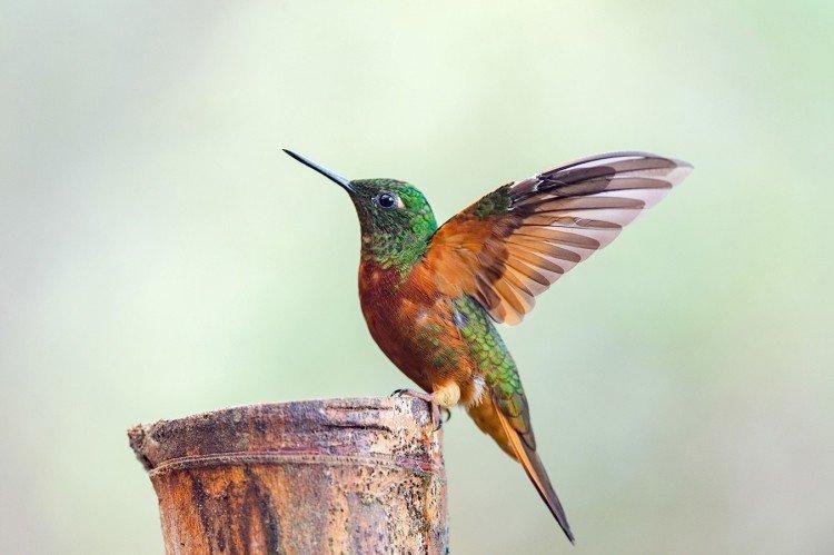 Колибри – фото птицы