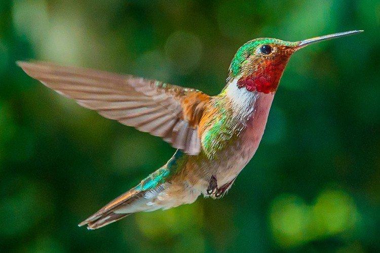 Колибри – фото птицы