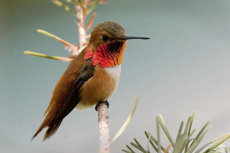 Колибри – фото птицы