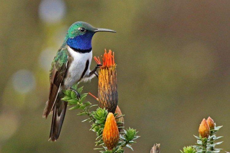 Колибри – фото птицы