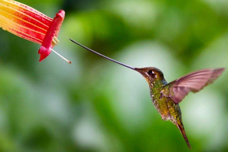 Колибри-мечеклюв