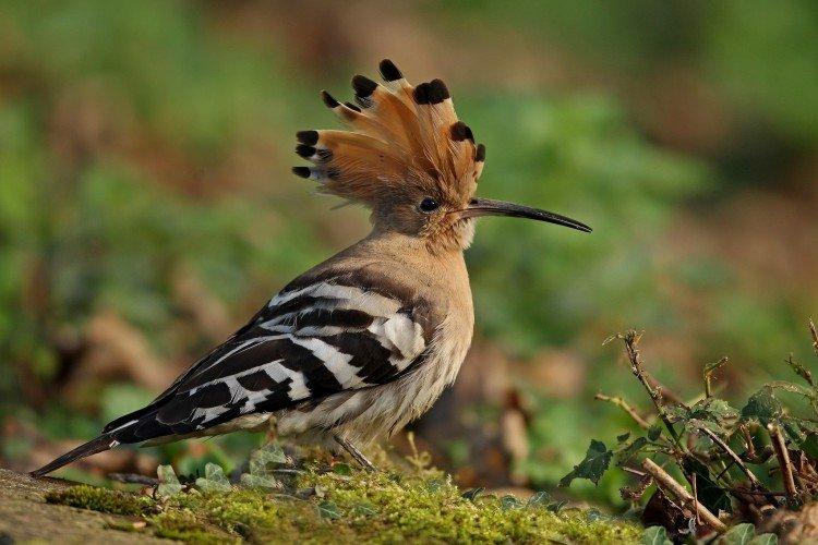 Внешний вид удода