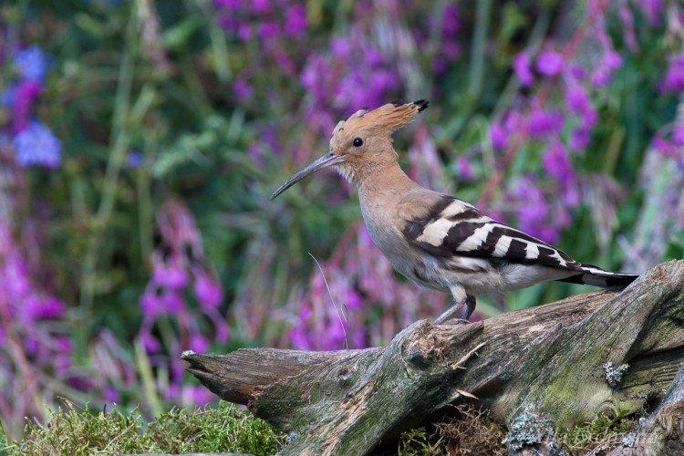 Удод – фото птицы