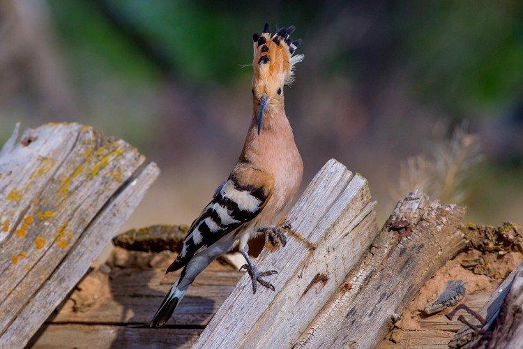 Удод – фото птицы