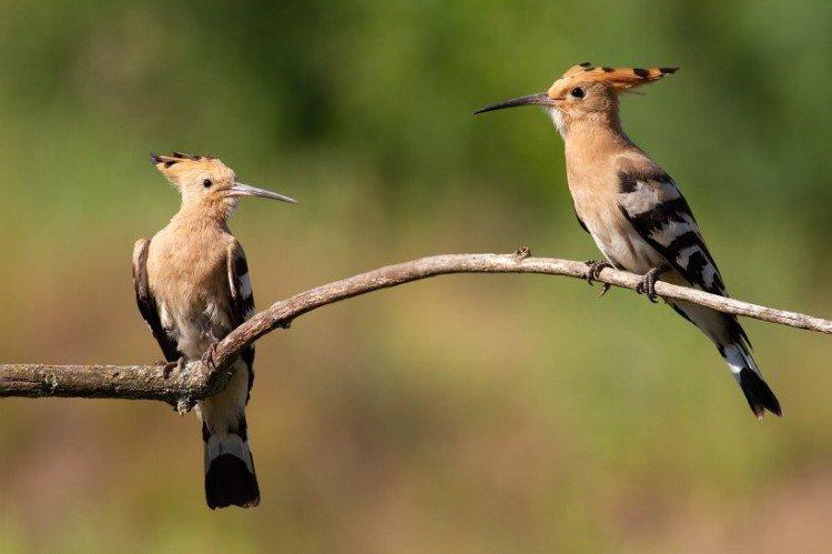 Удод – фото птицы