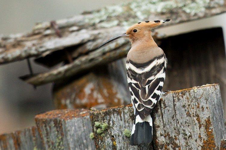 Удод – фото птицы