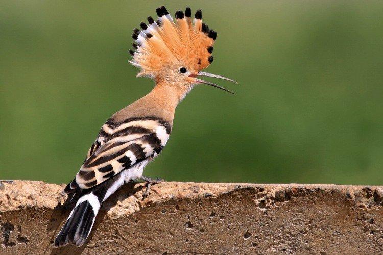 Удод – фото птицы