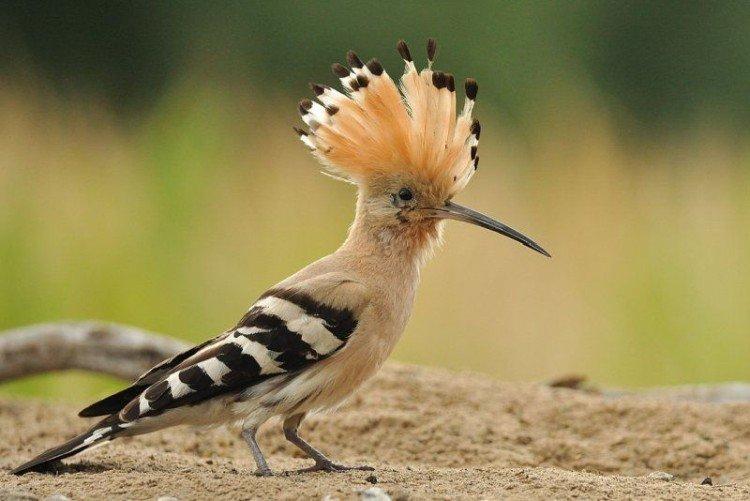 Удод – фото птицы