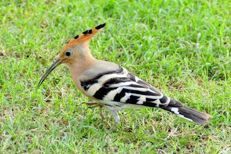 Удод – фото птицы