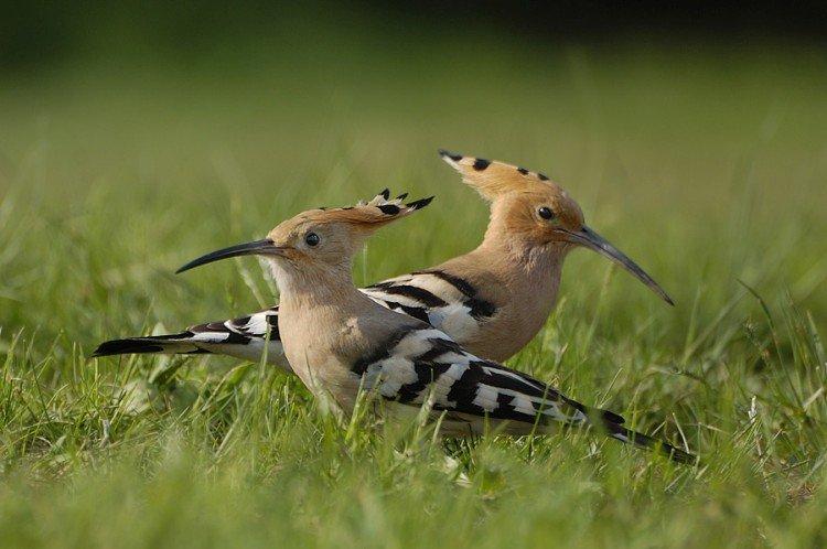 Удод – фото птицы