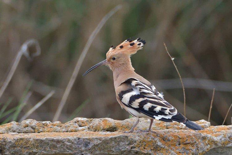 Удод – фото птицы