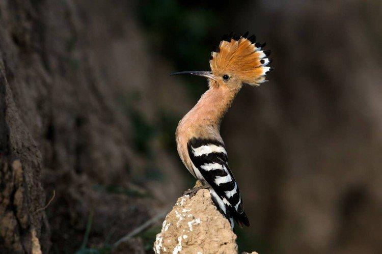 Удод – фото птицы