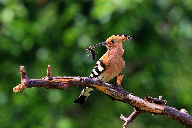 Удод – фото птицы