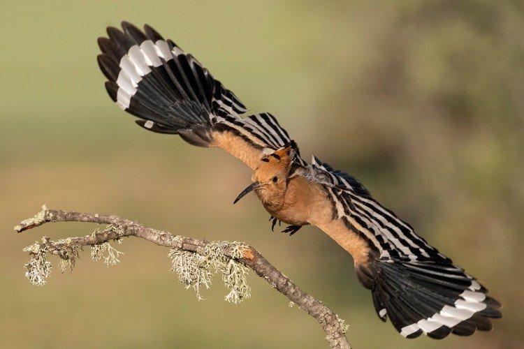 Удод – фото птицы