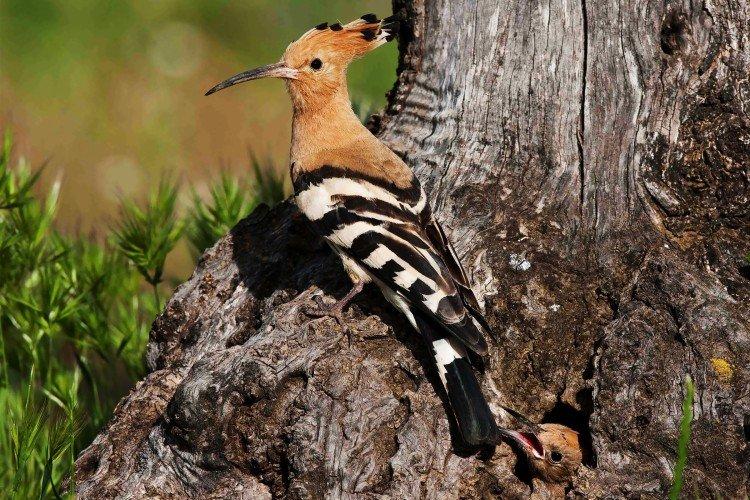 Удод – фото птицы