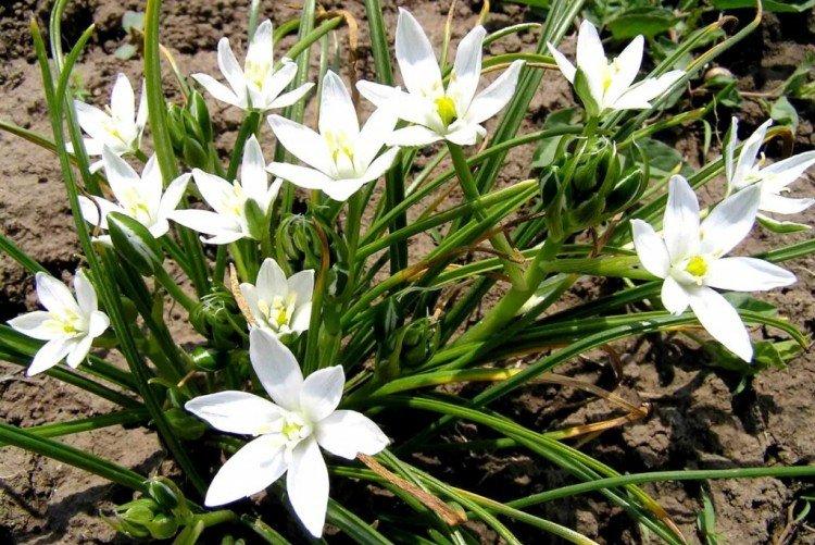 Птицемлечник (50 фото): виды, уход и посадка в открытом грунте