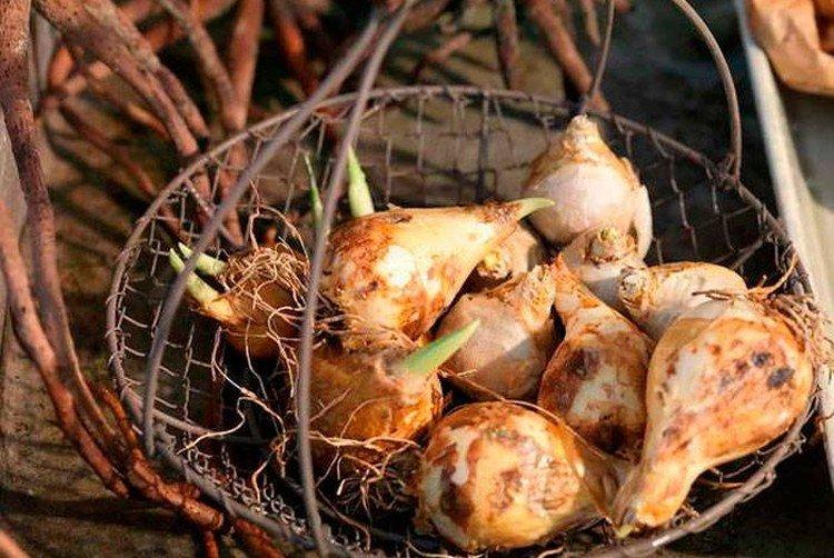 Посадка и размножение птицемлечника