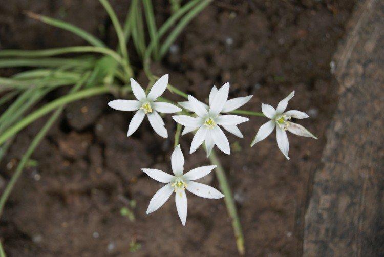 Борьба с вредителями и болезнями