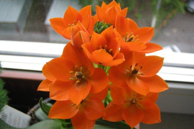 Птицемлечник – фото