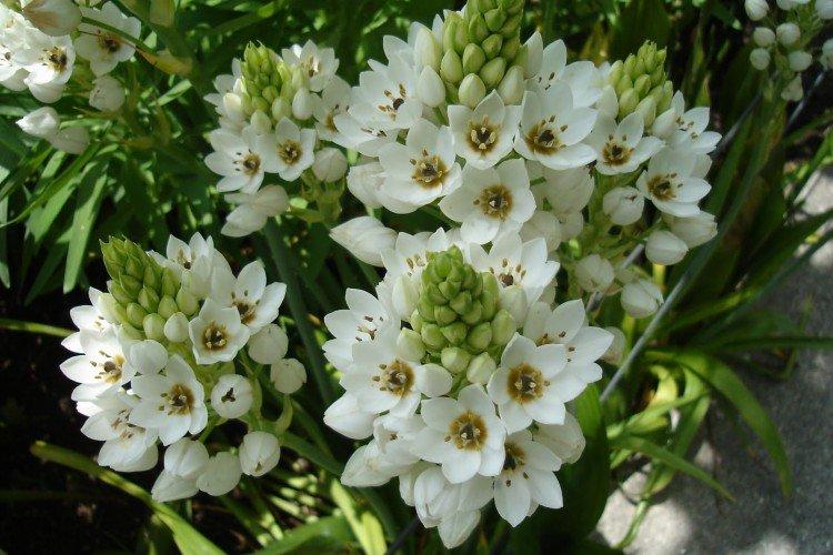 Тирсовидный птицемлечник