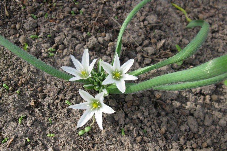 Птицемлечник – фото