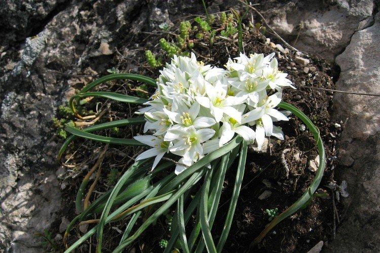 Птицемлечник – фото