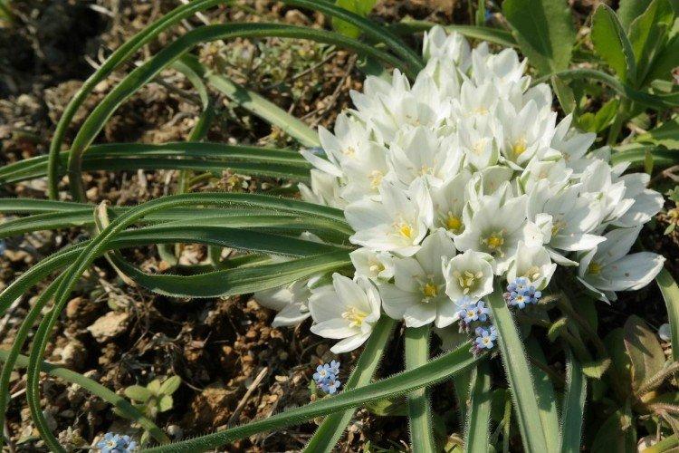 Птицемлечник – фото