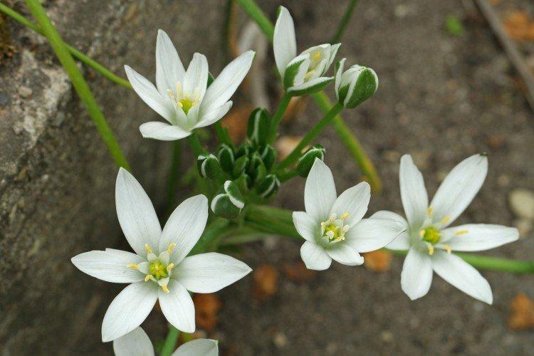 Птицемлечник – фото