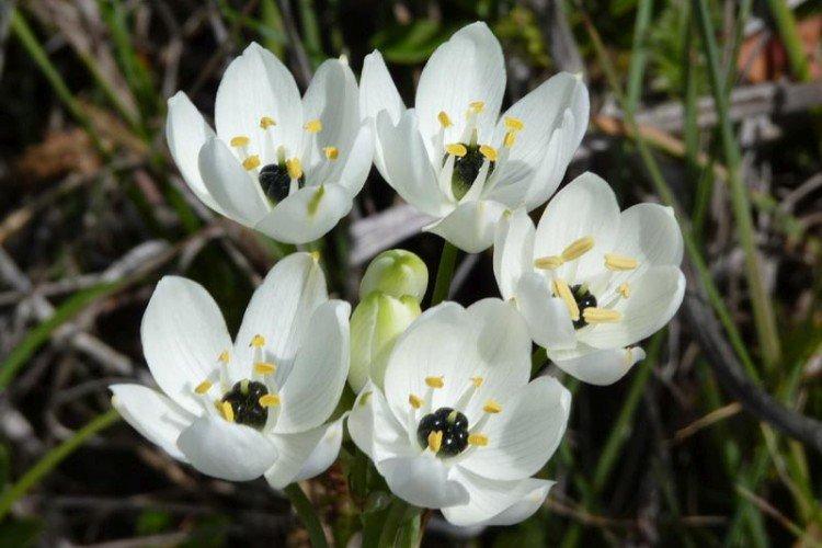 Арабский птицемлечник