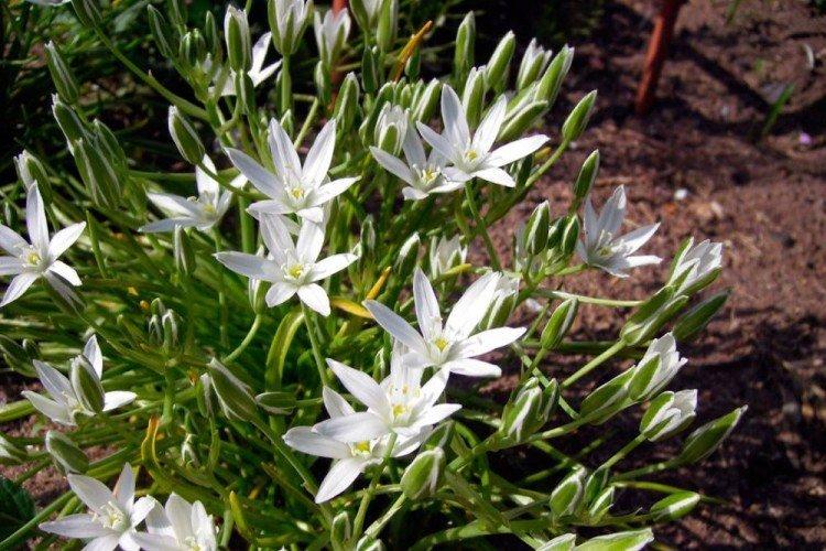 Птицемлечник – фото