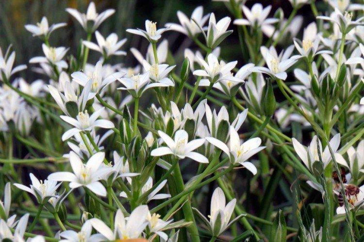 Птицемлечник – фото