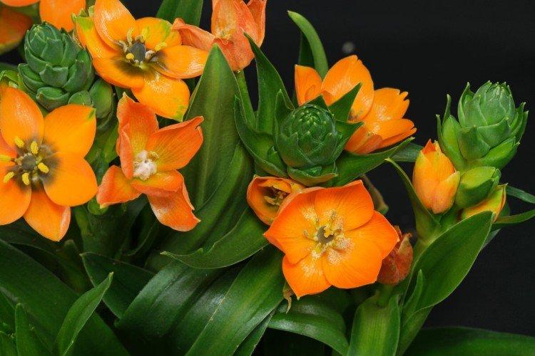 Птицемлечник – фото