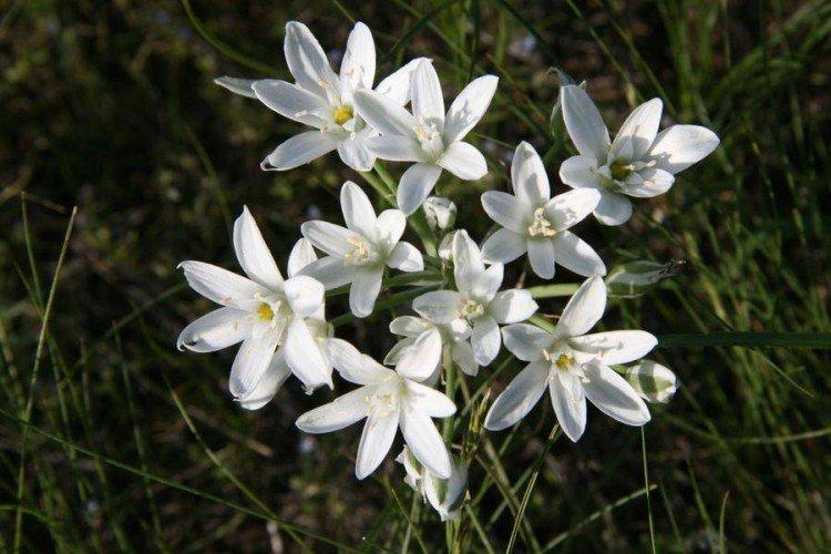 Птицемлечник – фото