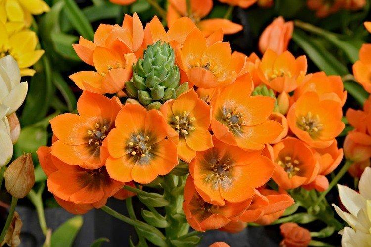 Птицемлечник – фото