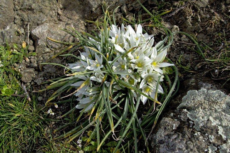 Птицемлечник – фото