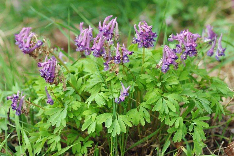 Посадка и размножение хохлатки