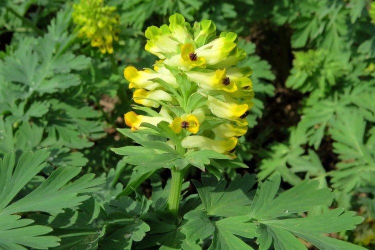 Хохлатка – фото