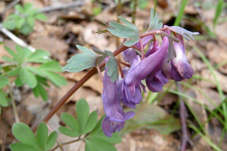 Хохлатка – фото