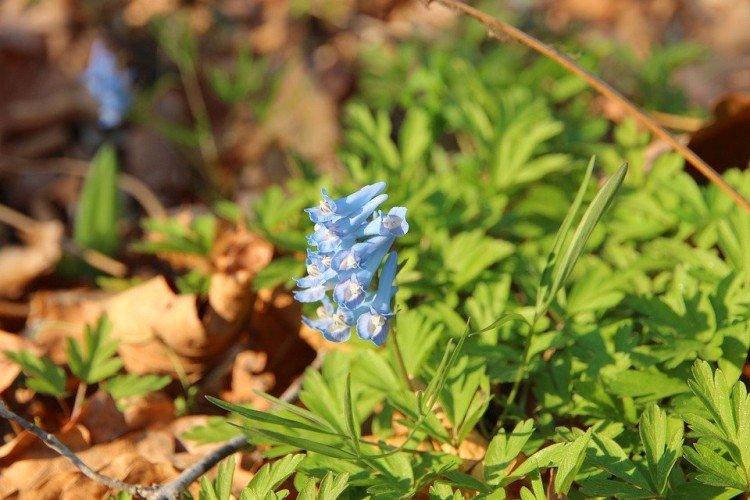 Хохлатка – фото