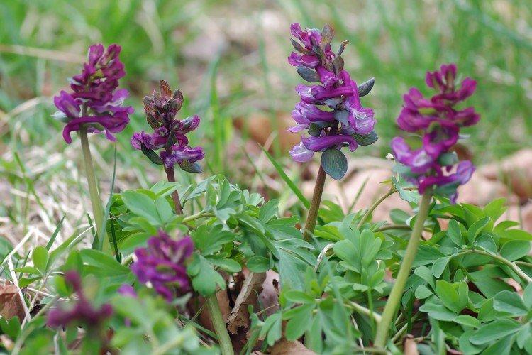 Хохлатка – фото