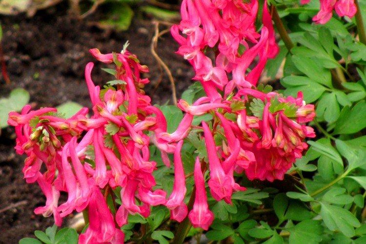 Хохлатка – фото