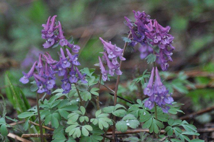 Хохлатка – фото