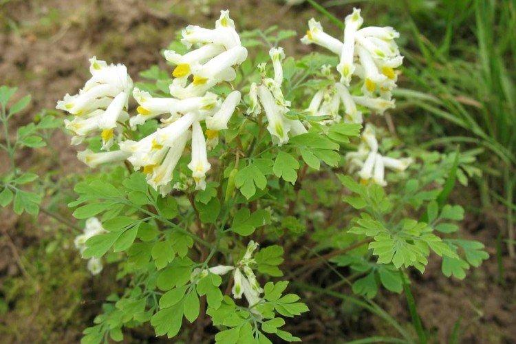 Хохлатка – фото