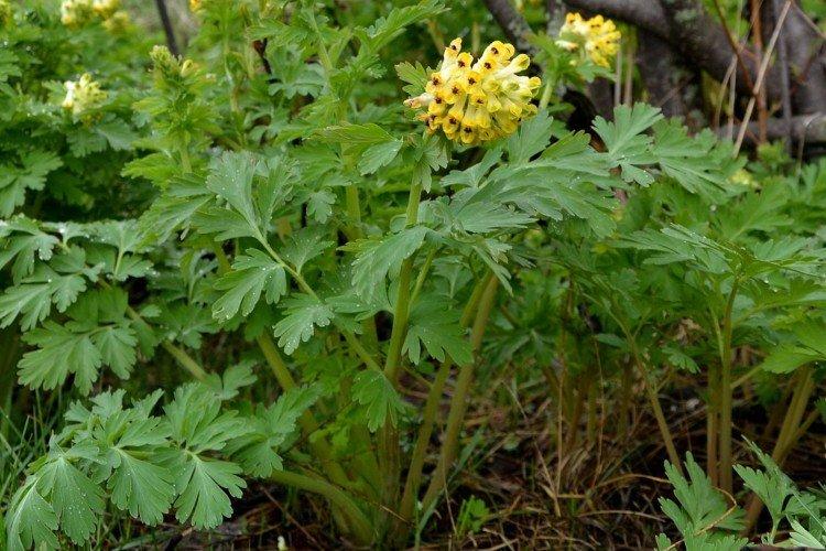 Хохлатка – фото